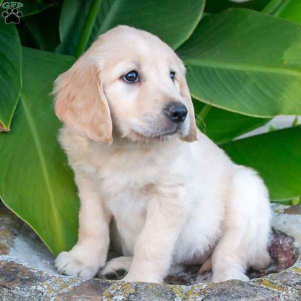 Chelsea, Golden Retriever Puppy